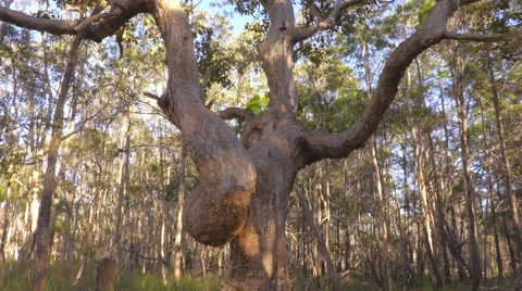 OLD GROWTH TREE at SUNSET with SINGING BIRDS AUDIO Stockbeeldmateriaal 63211021