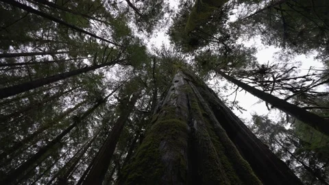 Old Growth Trees Stock Footage 171887665