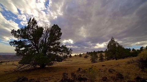 Old growth western juniper tree in field on ranch under clouds Stock Footage 81802705