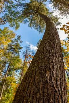 Old Growth White Pine Tree with a Curved Trunk Stock Photos