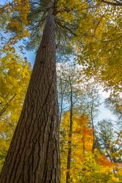 Old Growth White Pine Tree Growing in a Maple Forest in Autumn - Ontario, C.. Foto stock