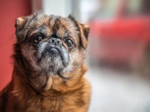 Old grumpy and lonely brown pud or bulldog sitting in front of the window wai Stock Photos