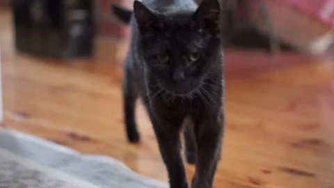 Old grumpy black cat with yellow green eyes Stock Footage 102158592