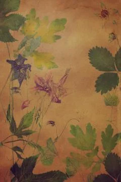 Old grunge background with floral pattern herbarium Stock Photos