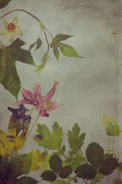 Old grunge background with floral pattern herbarium Stock Photos