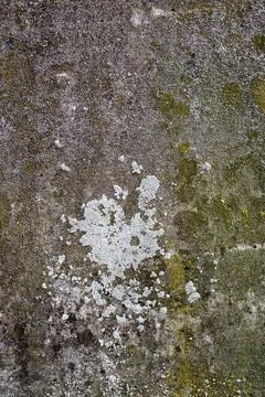 Old grunge rendered wall with moss for backgrounds Stock Photos