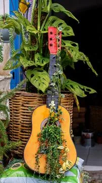 Old guitar using as a flower bed for succulents in flower shop. Second life.. Stock Photos