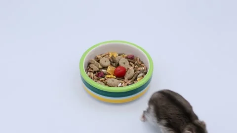 Old hamster Stock Footage 256105838