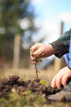 An old hand of active senior pulling out weed of his huge botanic garden 写真素材