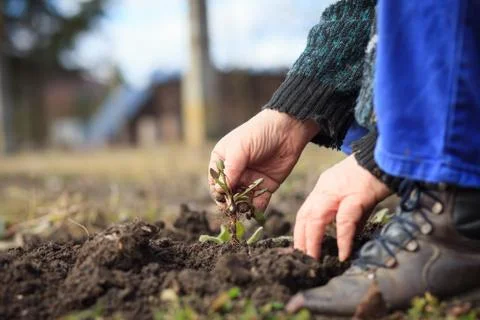 An old hand of active senior pulling out weed of his huge botanic garden 库存照片
