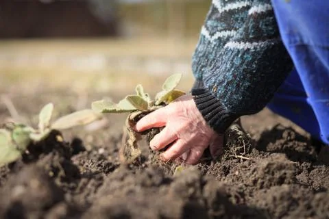 An old hand of active senior pulling out weed of his huge botanic garden Stock Photos