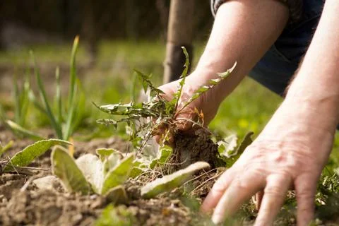 An old hand of active senior pulling out weed of his huge botanic garden Stock Photos