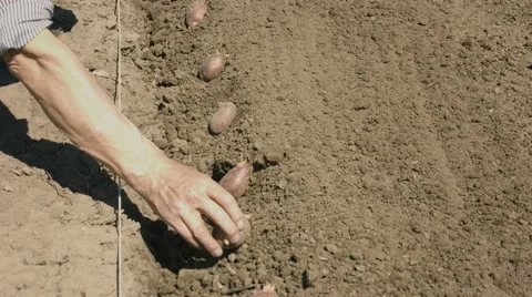 The old hand method of planting seed of potatoes Vídeos de archivo 41184921