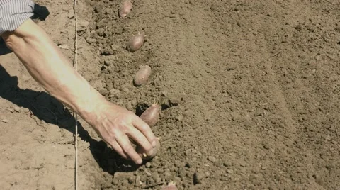 The old hand method of planting seed of potatoes 스톡 동영상 41846715