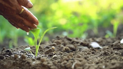 Old hand watering sprout . Video stock 115757929