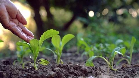 Old hand watering sprout Видео 115758143
