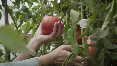 Old Hands Hand Picking Red Tomatoes Organic Stock Footage 160321251
