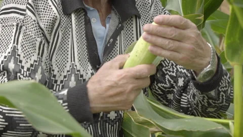 Old Hands Hand Picking Sweet Corn Stock Footage 160275978