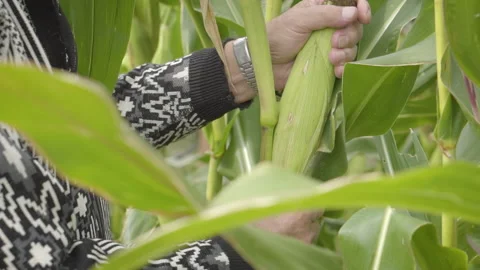 Old Hands Holding Sweet Corn Stock Footage 160275894