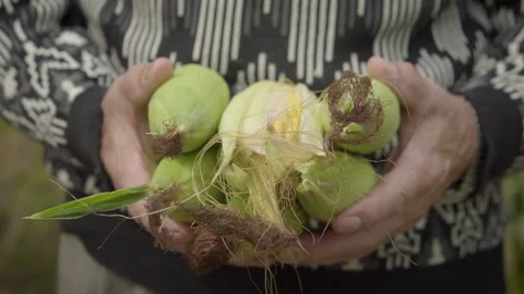 Old Hands Holding Sweet Corn Stock Footage 160277179