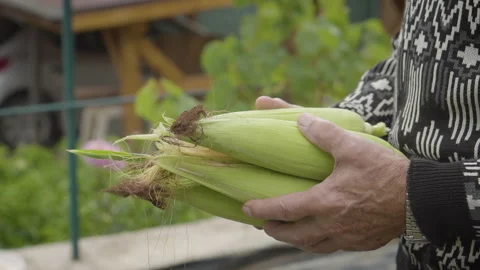 Old Hands Holding Sweet Corn Walking Stock Footage 160277215