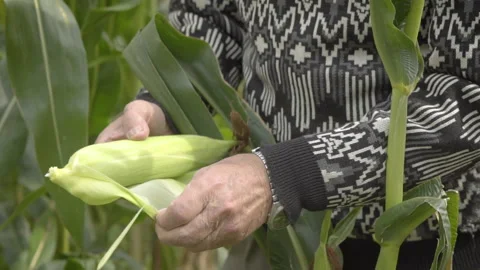 Old Hands Peeling Of Sweet Corn Homesteading Stock Footage 160277053