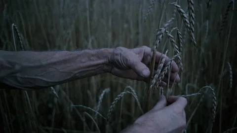 Old hands picking wheat spikes Stock Footage 130387917