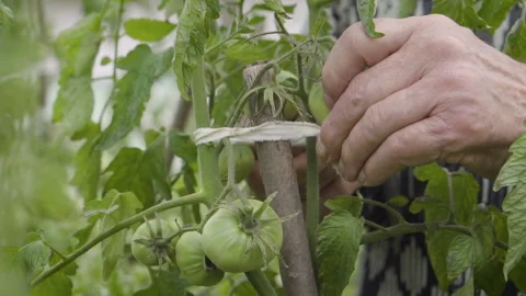 Old Hands Tying a Tomato Stem to a Stick Stock Footage 160321946