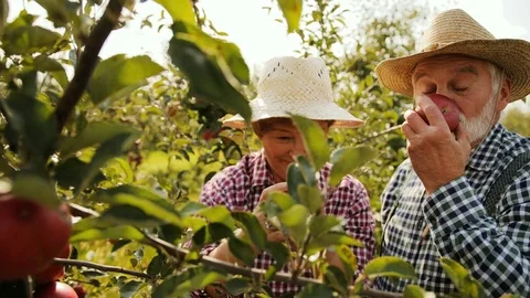 Old happy farmer with his smiled wife plucking apples from the tree and smelling Stock Footage 82633751