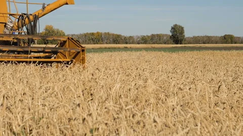 Old harvester working in the field. Stock Footage 95507502
