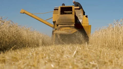 Old harvester working in the field. Stock Footage 95507545