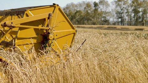 Old harvester working in the field. Stock Footage 95507559