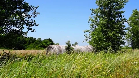 Old hay bales in summer Stock Footage 76906579