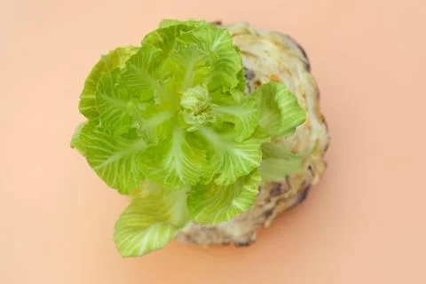 Old head of cabbage from it grows a new sprout top view. Stock Photos
