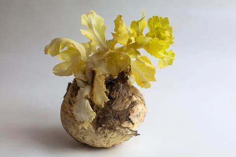 Old head of cabbage from it grows a new sprout top view. Sprouted cabbage on Stock Photos