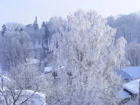 Old high birch covered with thick frost Stock Photos