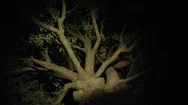 An Old High Branchy Tree At Night Stock Footage