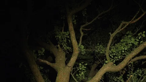 An old high branchy tree at night Stock Footage 91621033