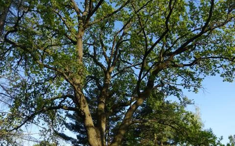 Old high oak in spring 库存照片