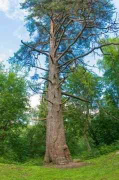 Old high pine, staring at the sky. Stock Photos