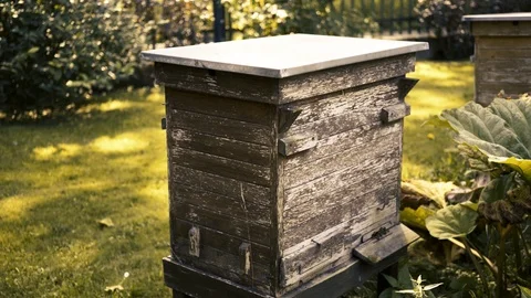 Old hive for honeybee Video stock 94316310