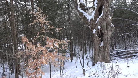 Old Hollow Tree Stock Footage 179659698