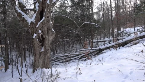 Old Hollow Tree Stock Footage 179664940