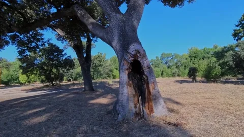 Old Hollow Tree with a Large Cavity in a Dry Landscape Stock Footage 346268097
