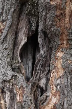 Old hollow tree texture Stock Photos