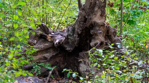 Old Hollow Tree Trunk in Forest  Rustic Decay Nature Photography Stock Photos