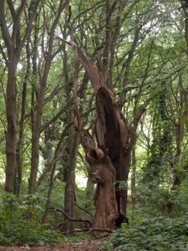An old hollowed out tree statue dead left inside forest Stock Photos