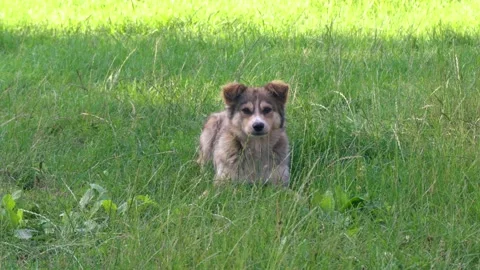 Old homeless dog 스톡 동영상 343614964