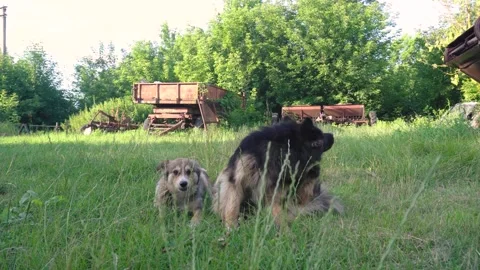 Old homeless dog Video stock 343615020