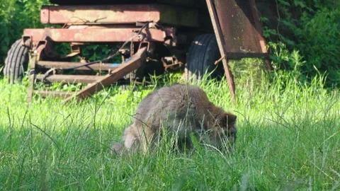 Old homeless dog 스톡 동영상 343615061